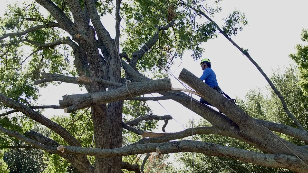 Professional Hazardous Tree Removal performed by certified arborists in Calera