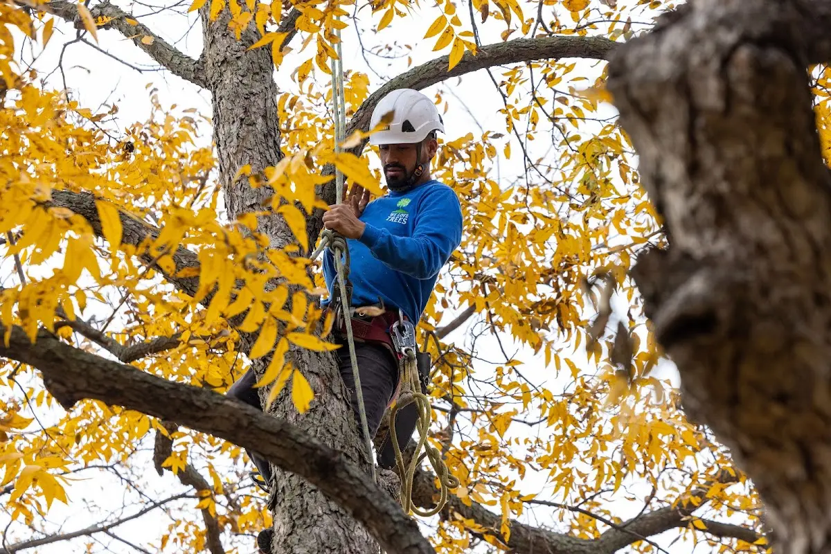 Skilled Tree Planting crew working in Calera